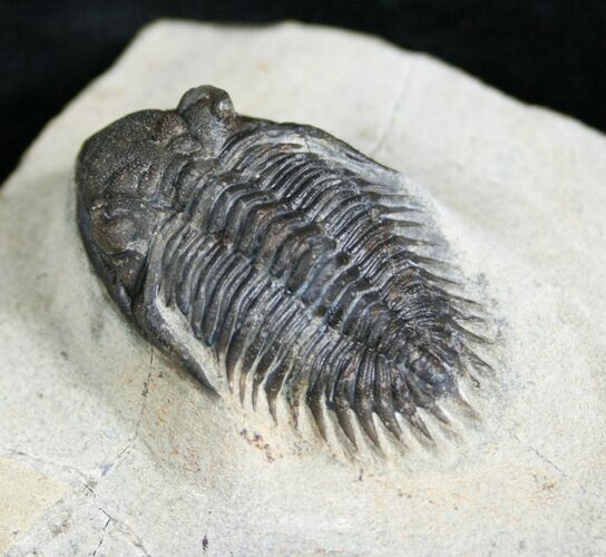 Sweet Kayserops Trilobite - Issoumour #4241